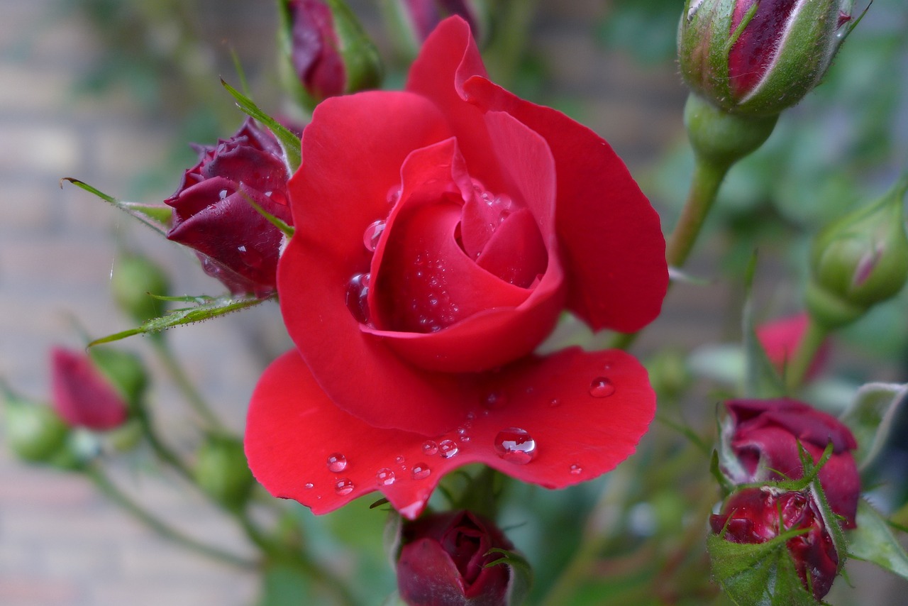 rose red rose bloom free photo