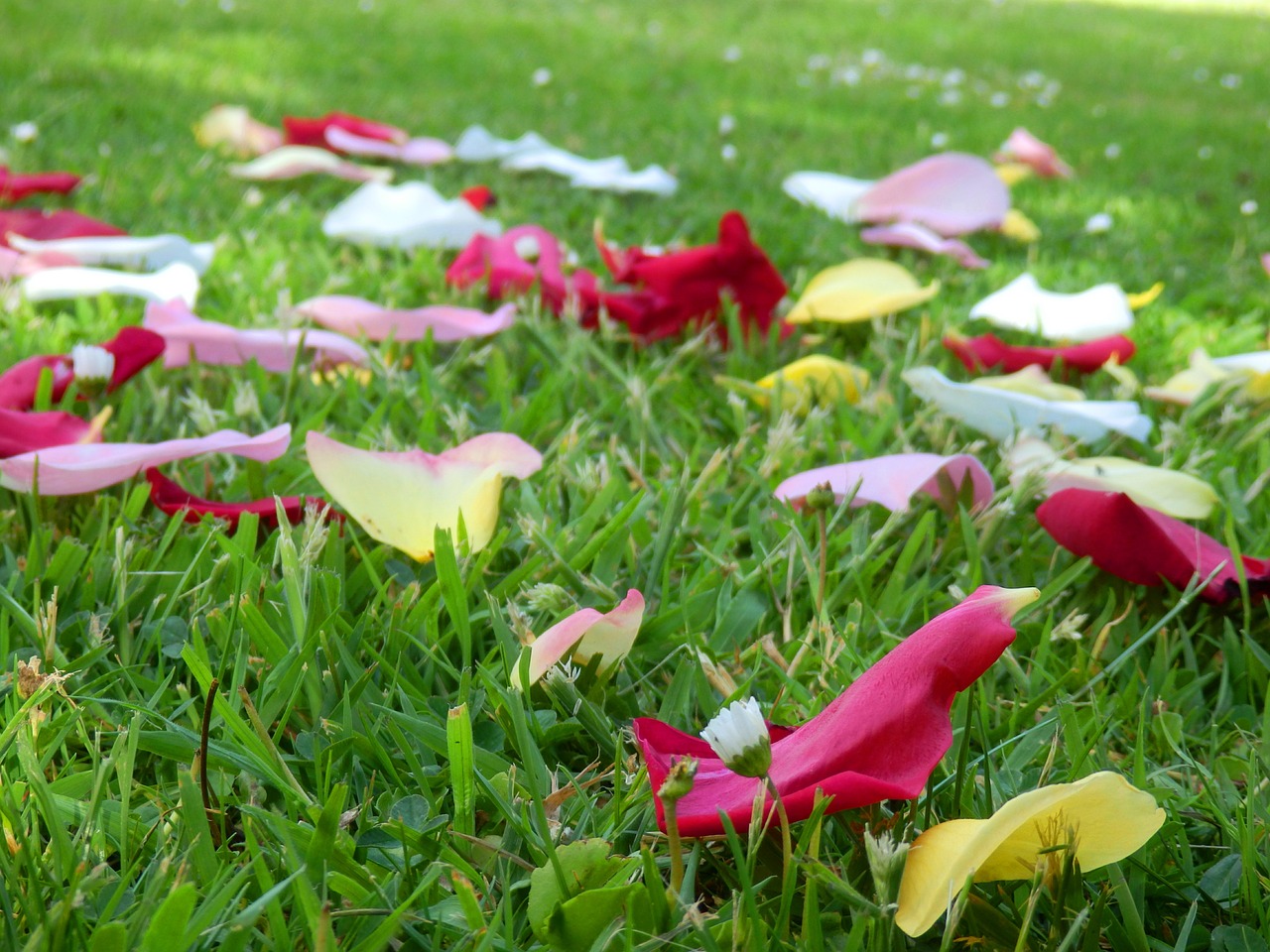 rose petal grass free photo