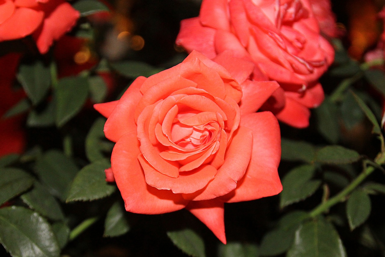 rose flower bloom free photo