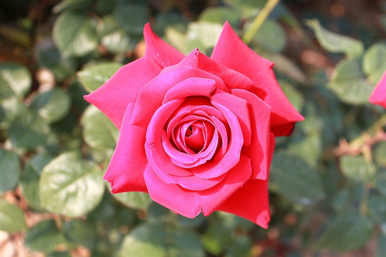 rose flower bloom free photo