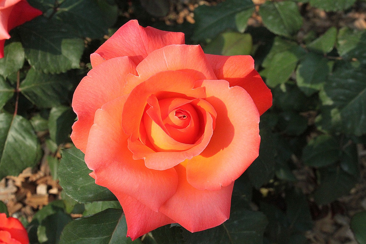 rose flower bloom free photo