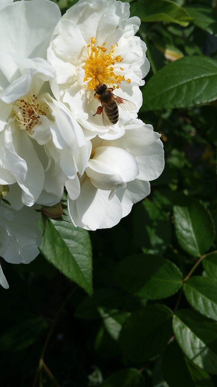 rose shrub rose bee nature free photo