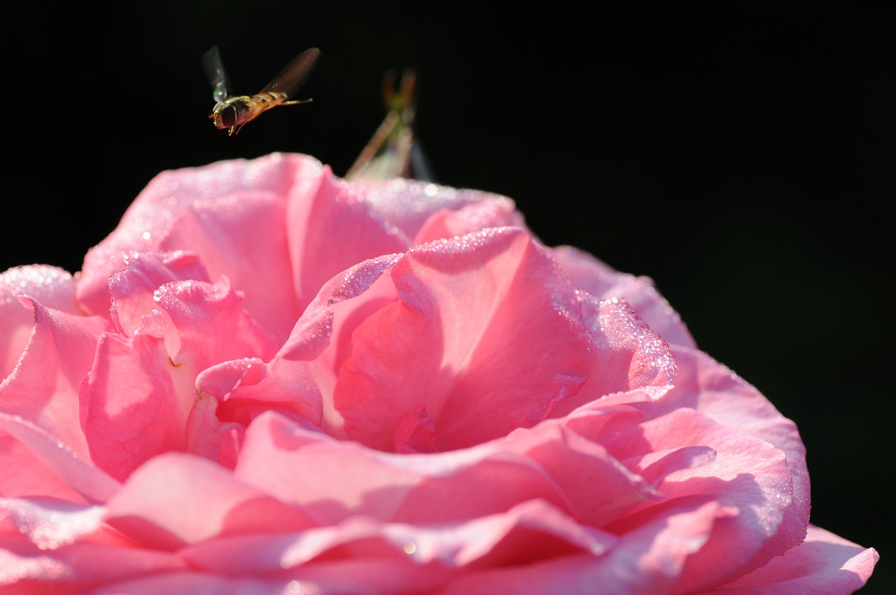 rose insect plant free photo