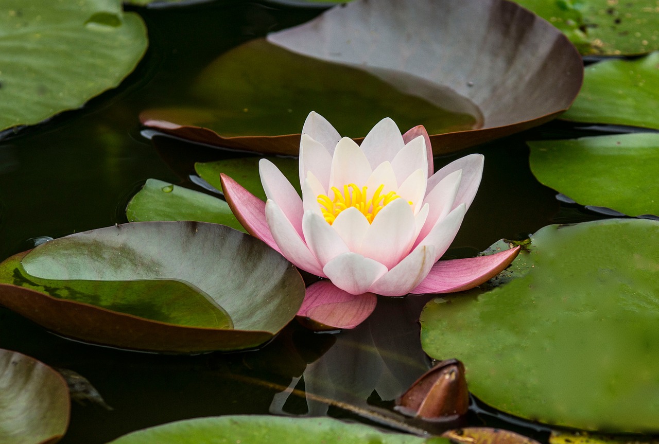 rose water lily water free photo