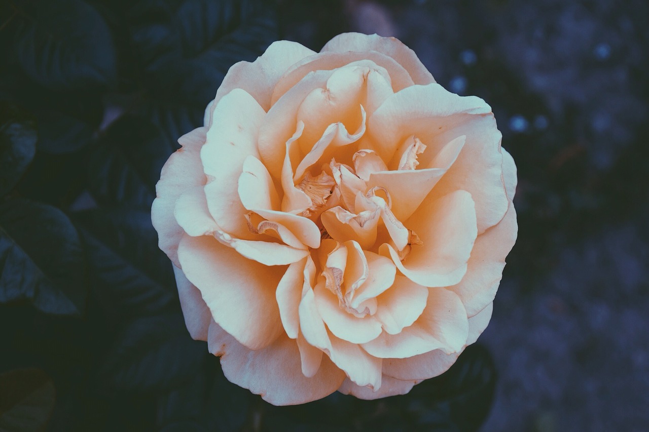 rose orange white free photo