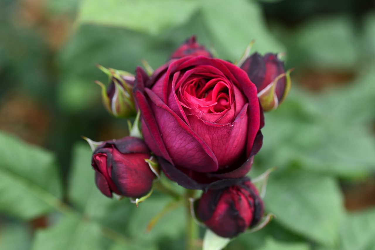 rose buds flowers free photo