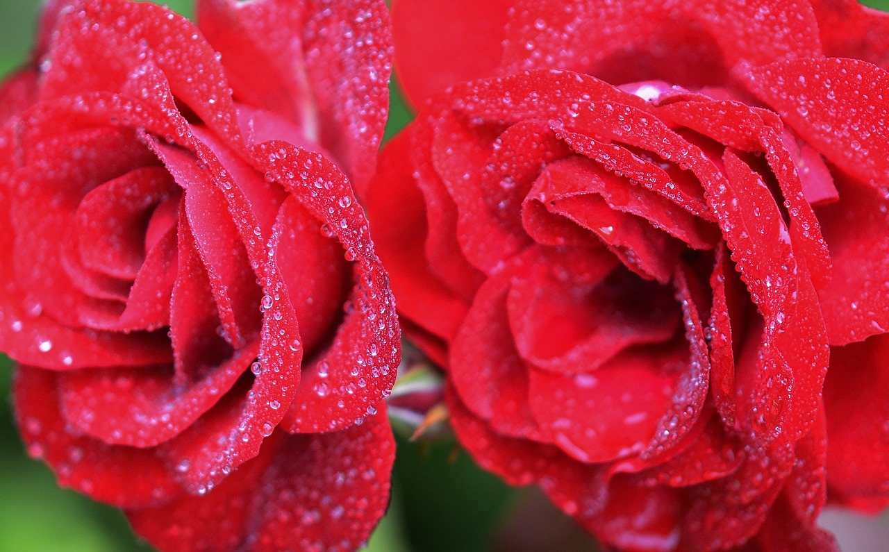 rose red flower free photo