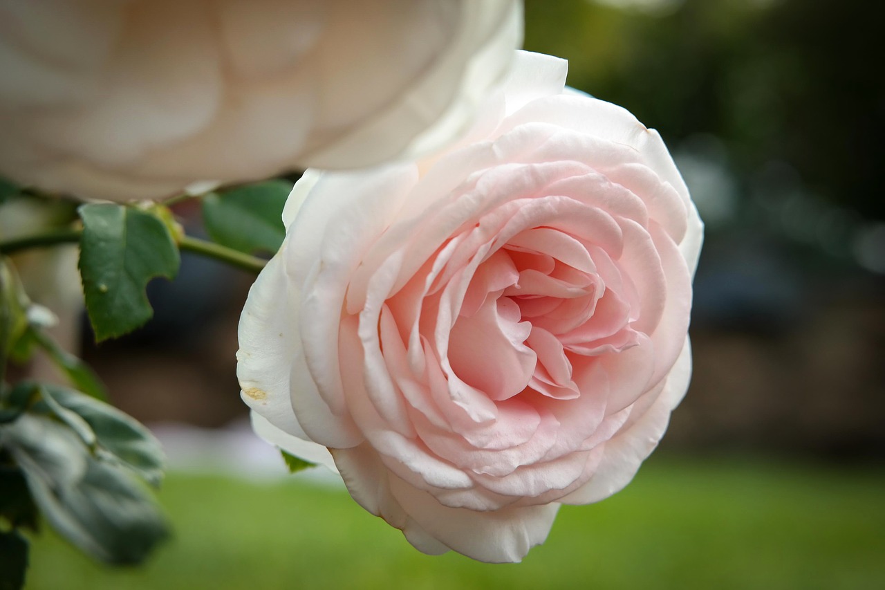 rose pink blossom free photo