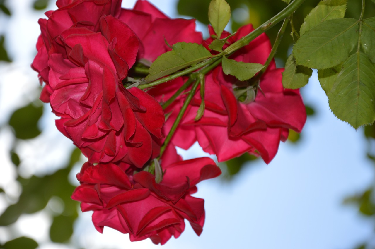 rose climbing rose red free photo