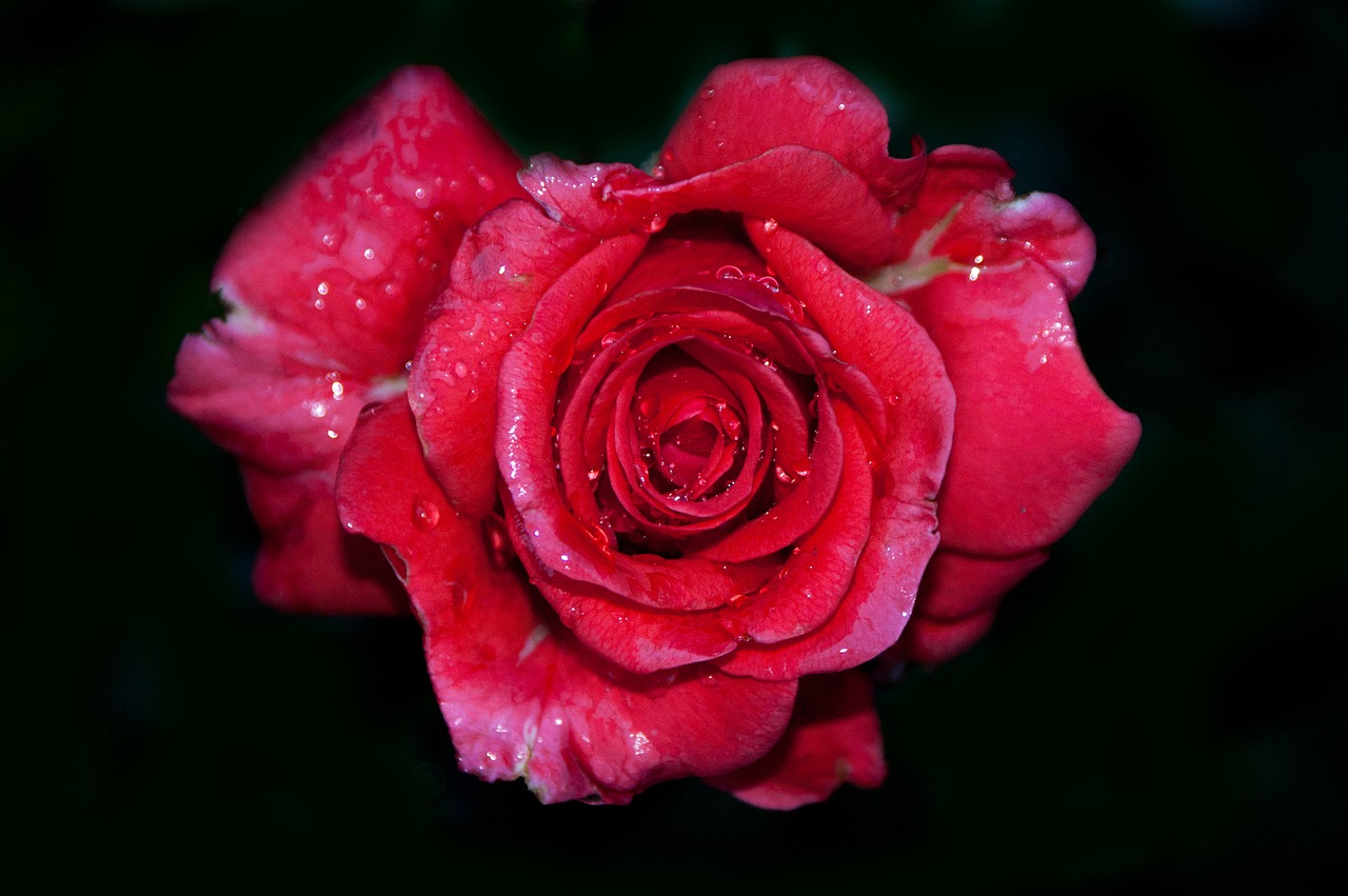 rose red flower free photo