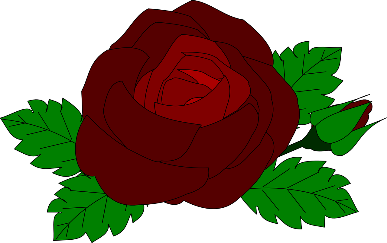 rose red floral free photo