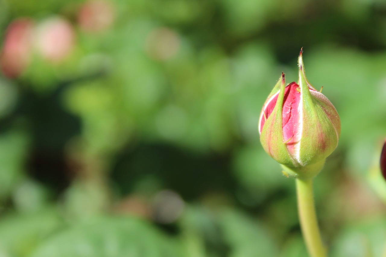 rose rose bloom bud free photo