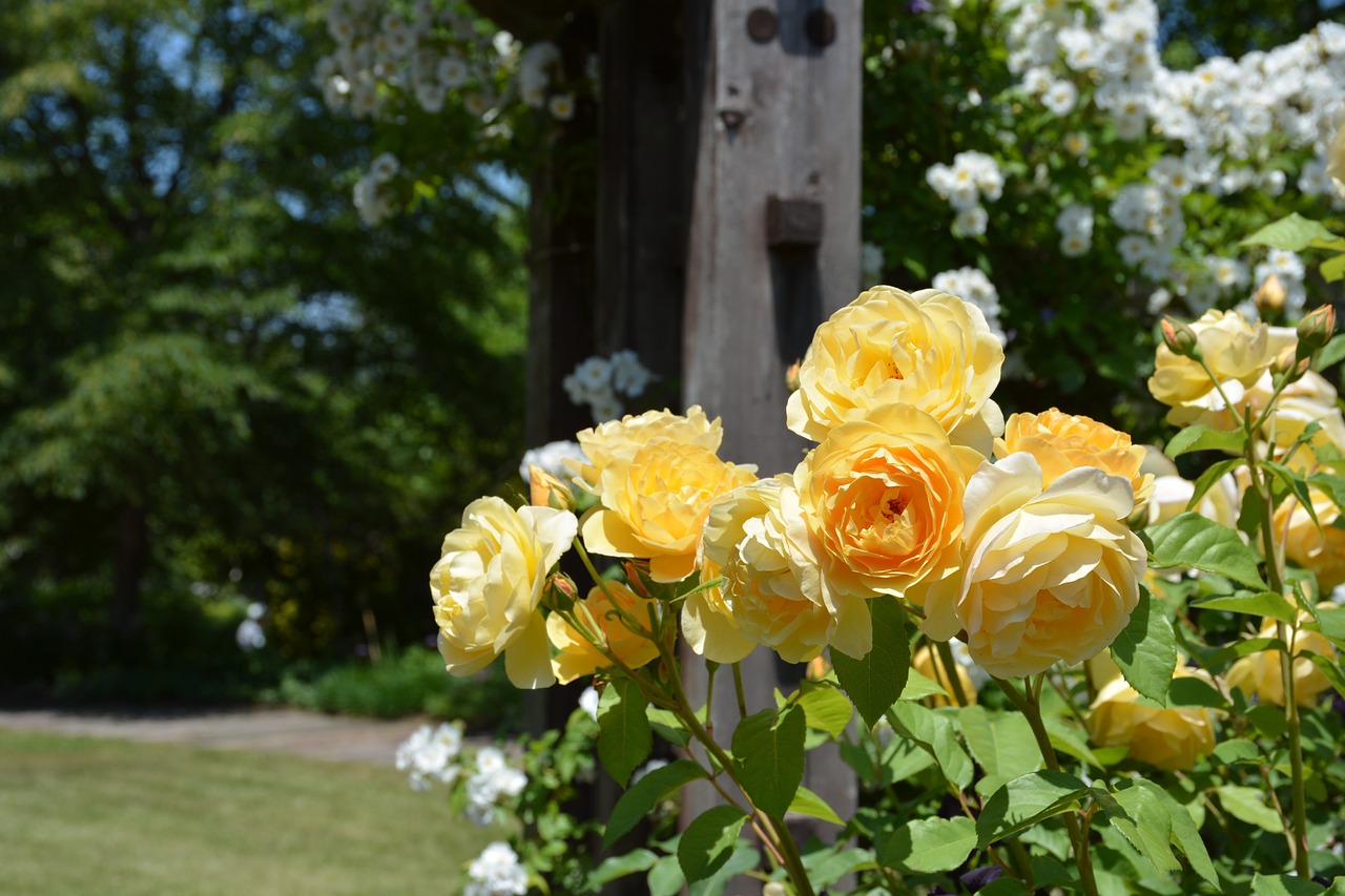 rose yellow roses free pictures free photo