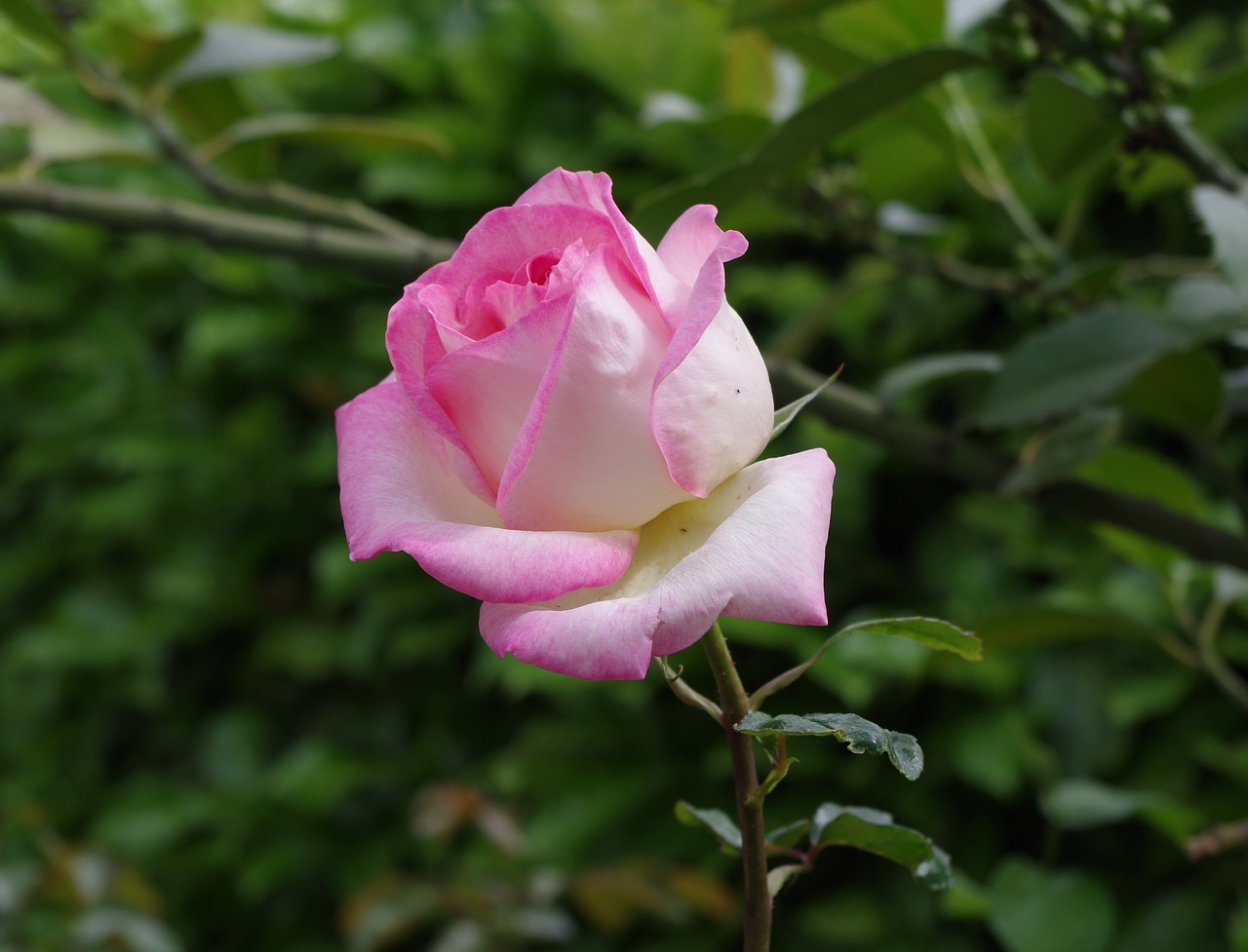 rose pink flower free photo