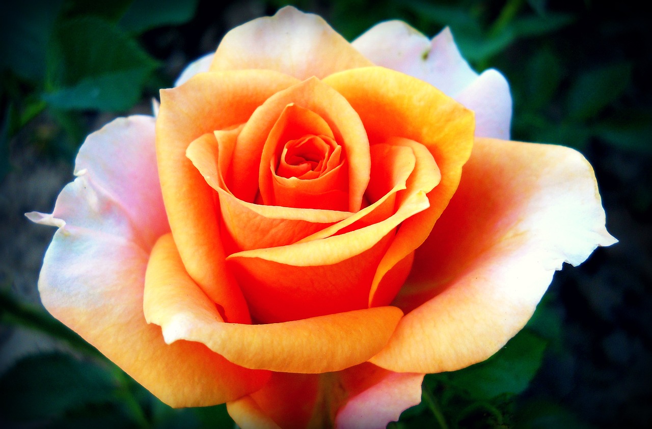 rose orange nature free photo