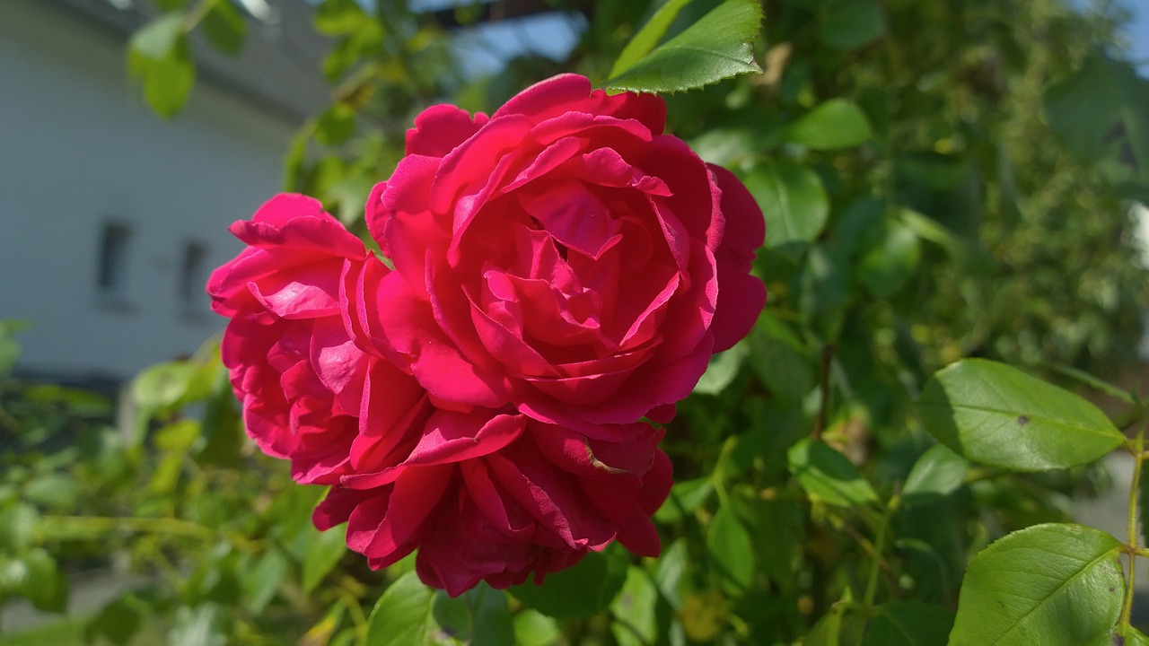 rose garden flower free photo