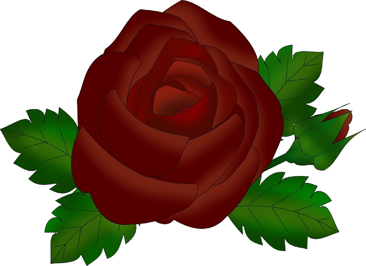 rose flower red free photo