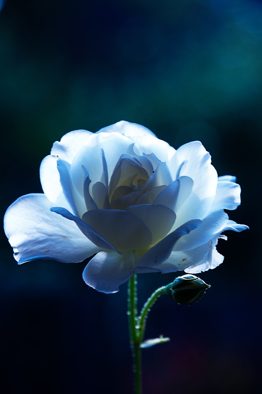 rose blue light free photo