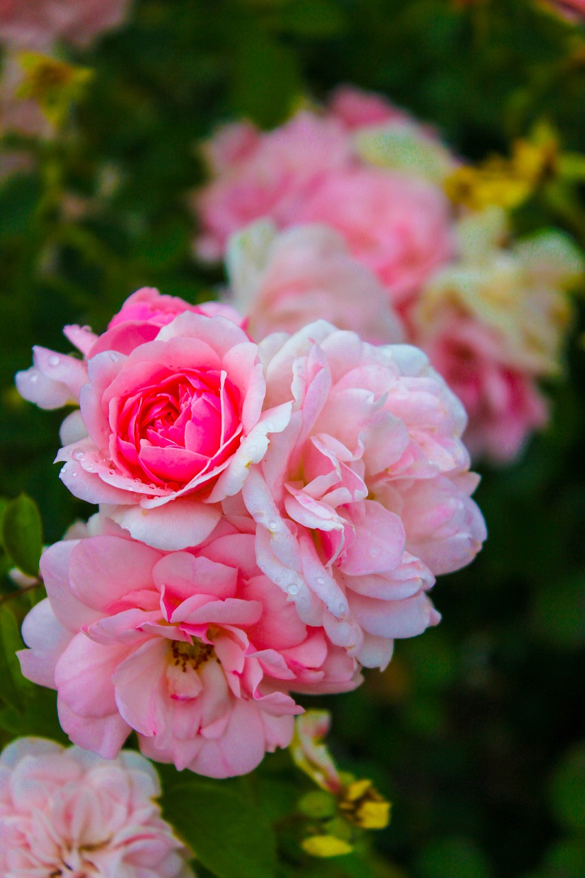 rose pink flowers free photo