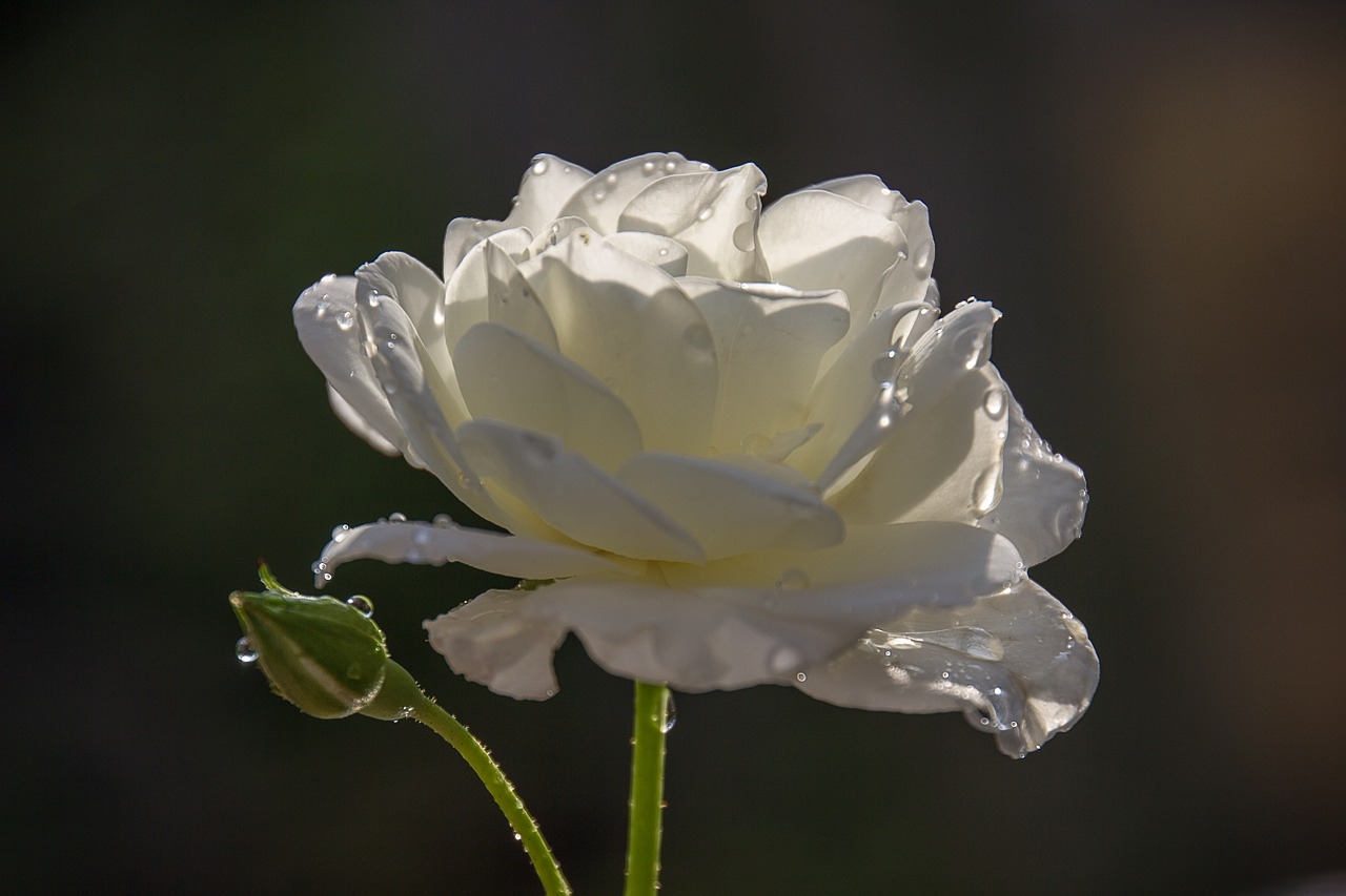 rose flower shrub rose free photo