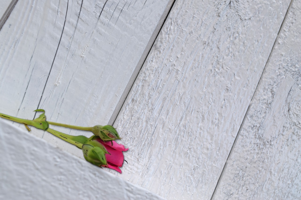 rose pink wall free photo