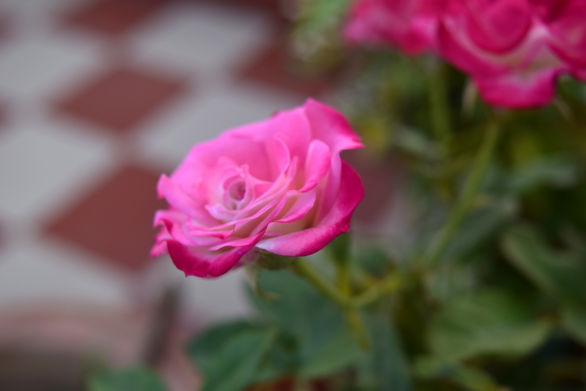 rose flower red free photo