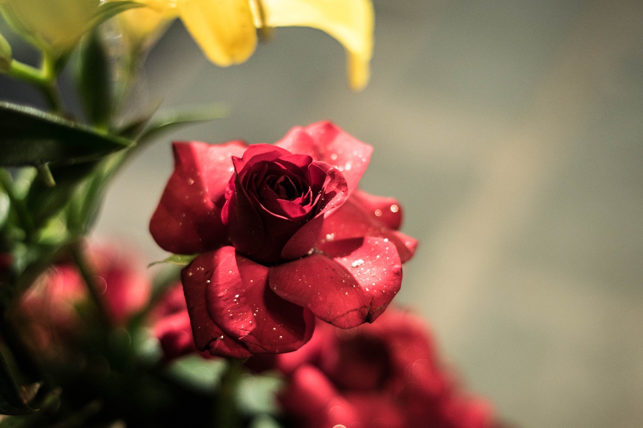 rose red rose flower free photo