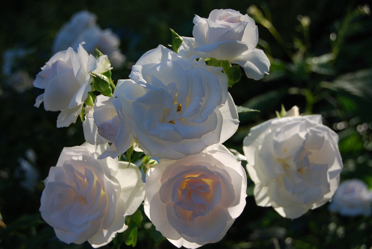 rose white light free photo