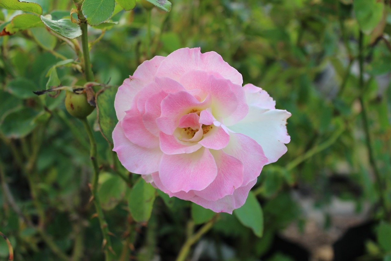 rose flower pink free photo