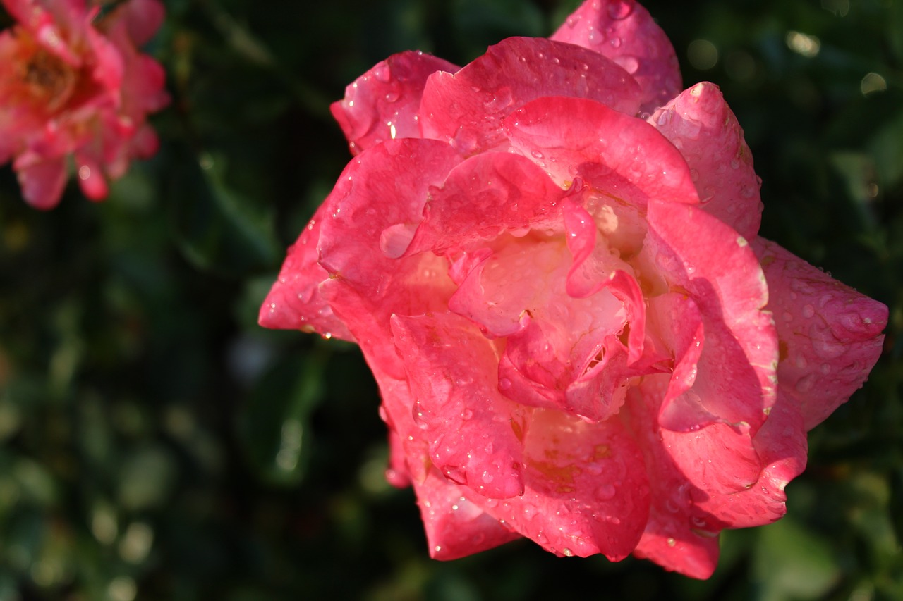 rose water pink free photo