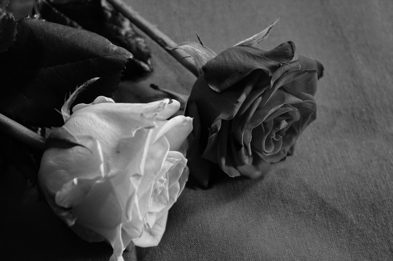 rose black white love free photo