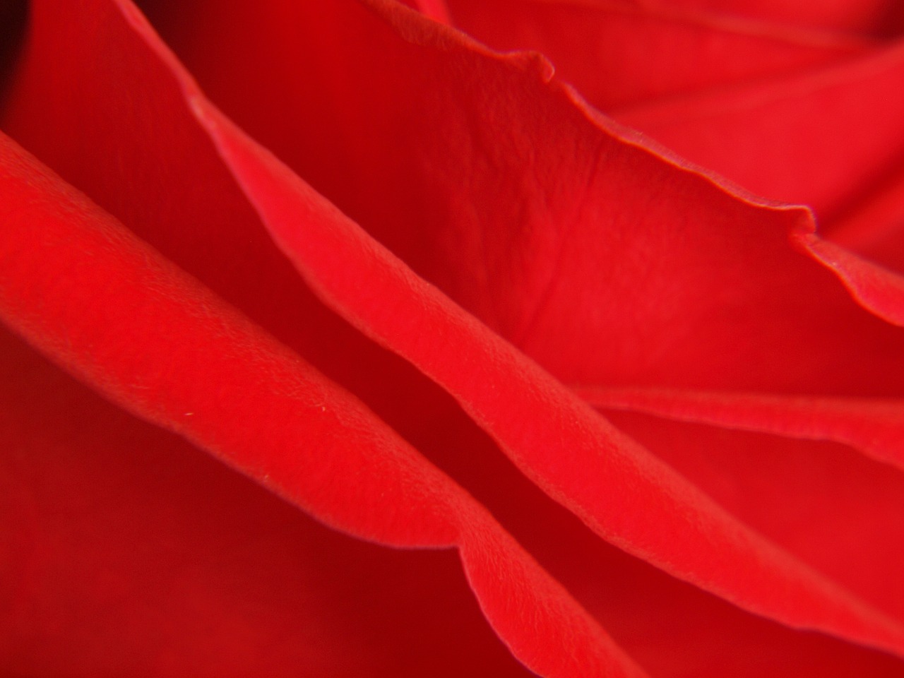 rose red flower free photo