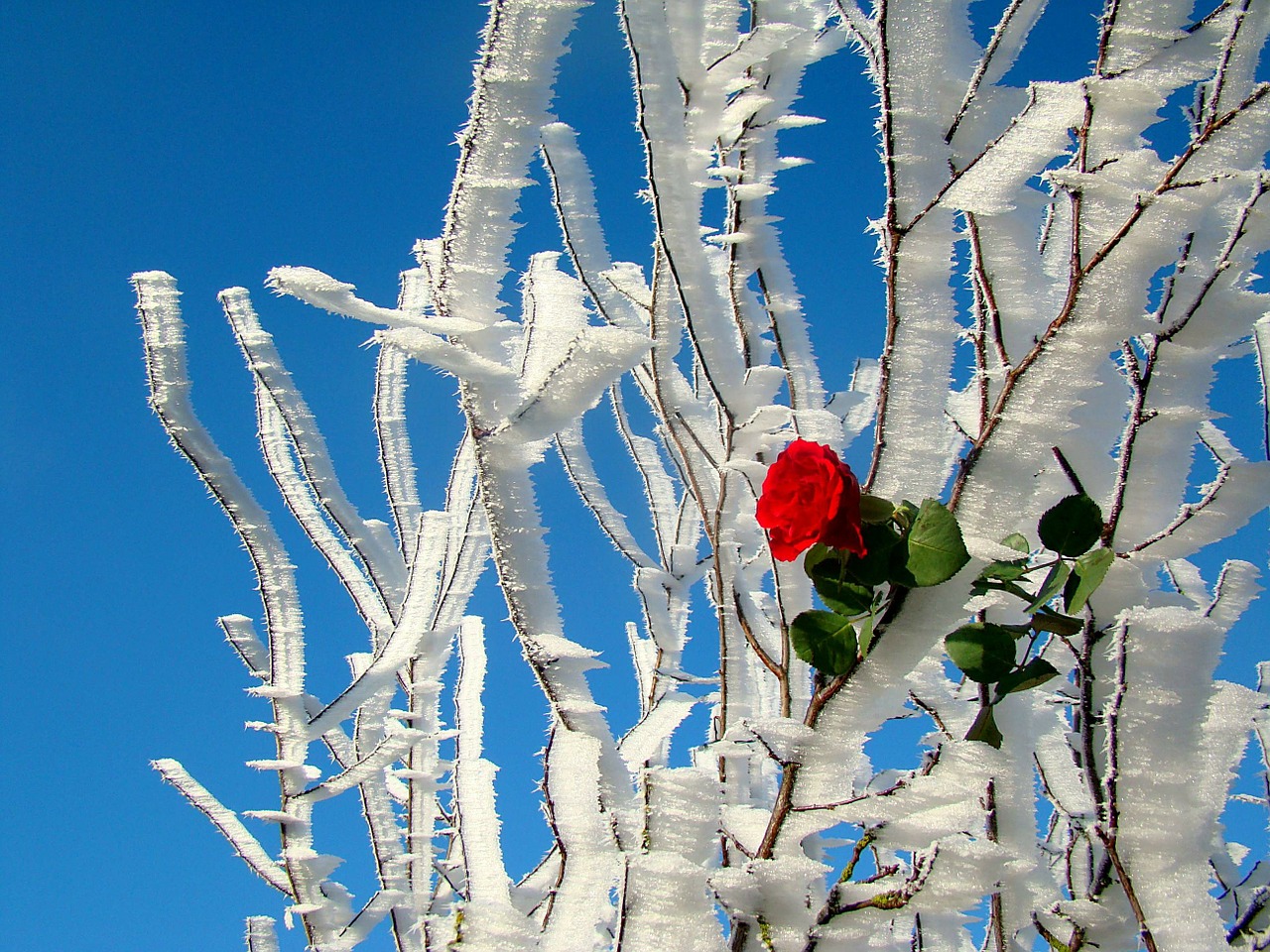 rose miracle nature free photo