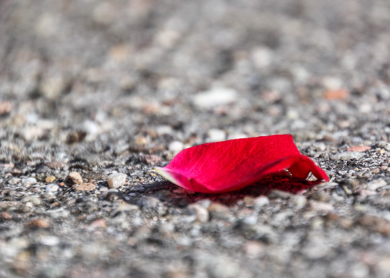 rose asphalt red free photo