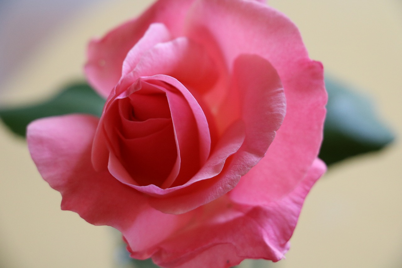 rose pink flower free photo