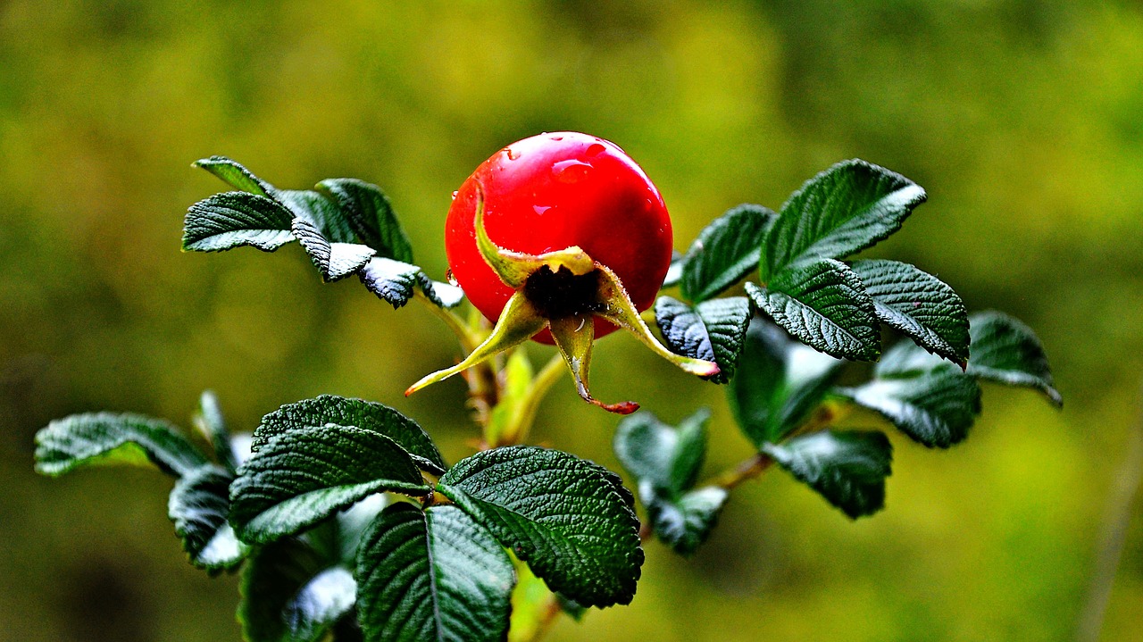 rose fruit nature free photo