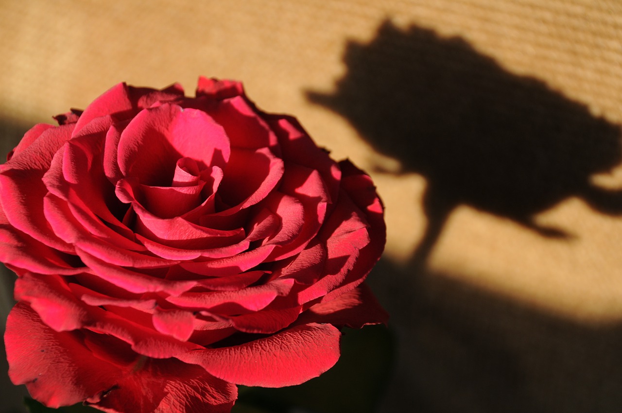 rose shadow nature free photo