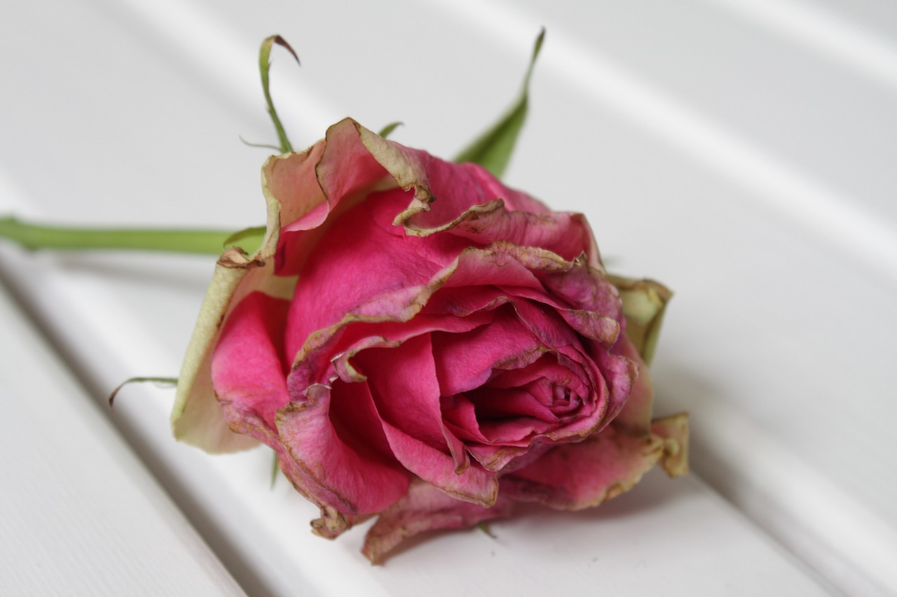 rose pink withered bloom free photo