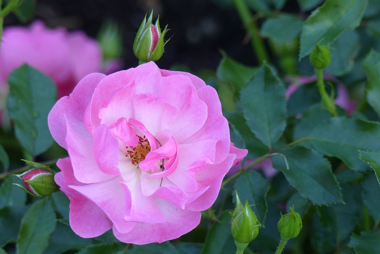 rose maxi vita blossom free photo