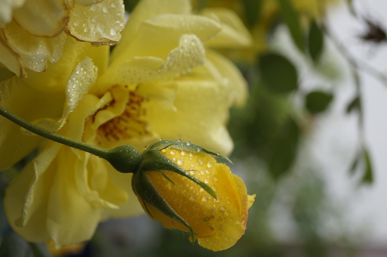 rose yellow bud free photo