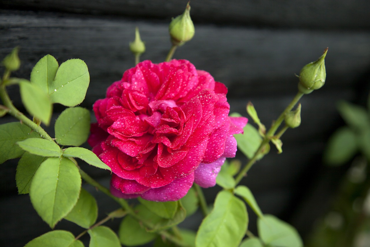 rose pink flower free photo