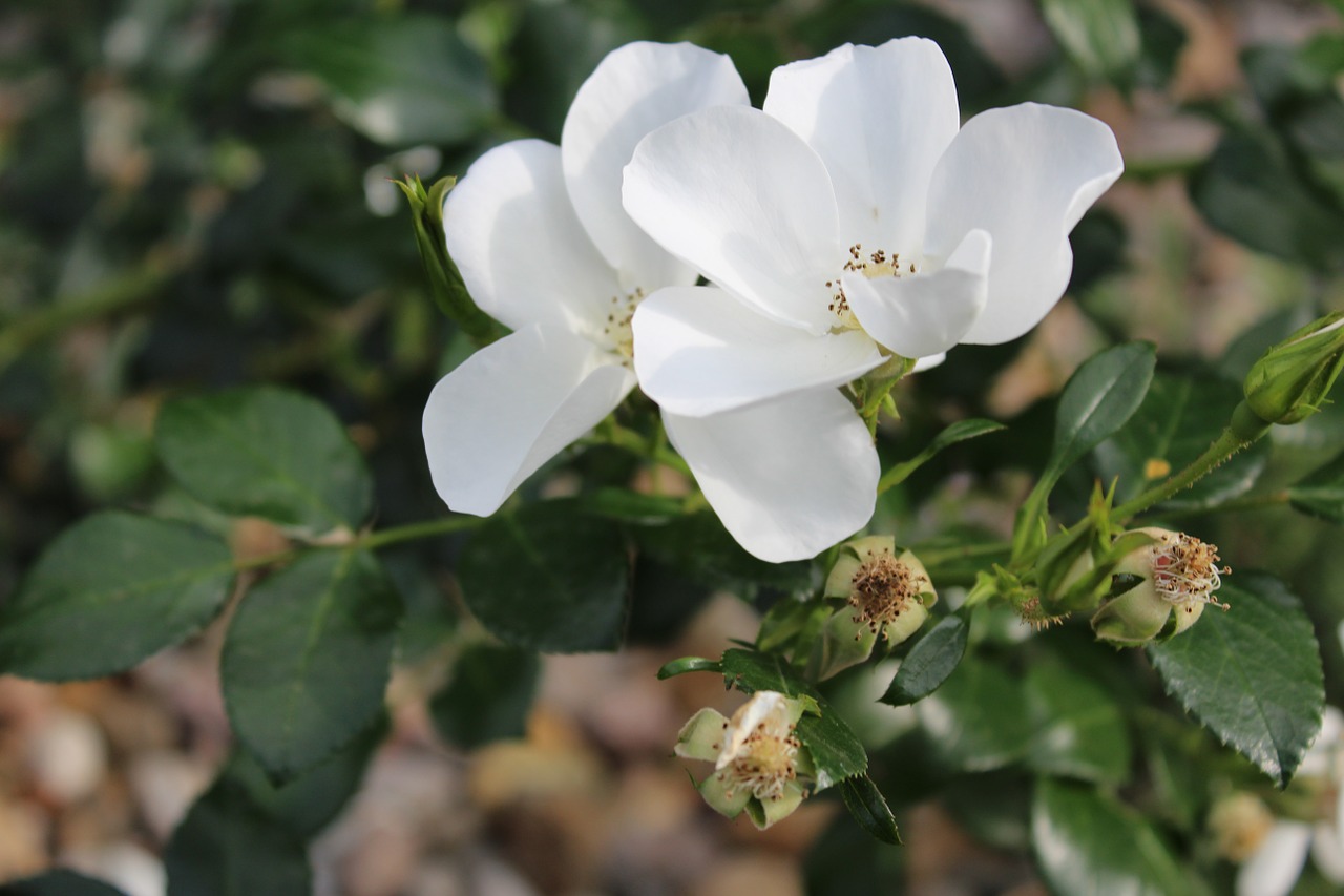 rose flower white rose free photo