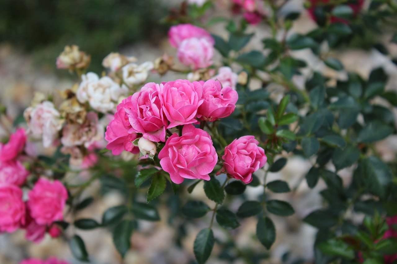 rose flower pink roses free photo