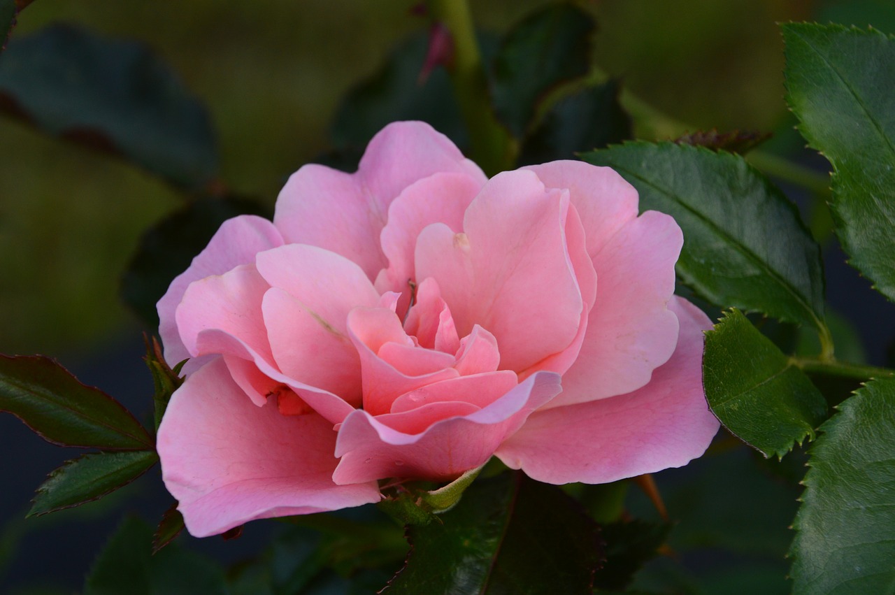 rose flower pink free photo