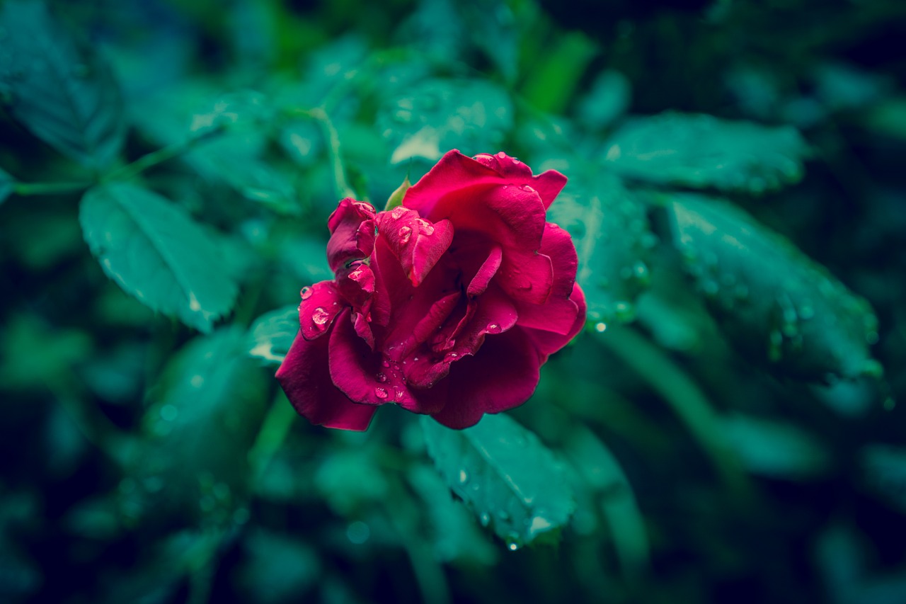 rose red raindrops free photo