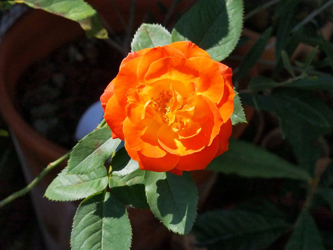 rose orange color gardening free photo