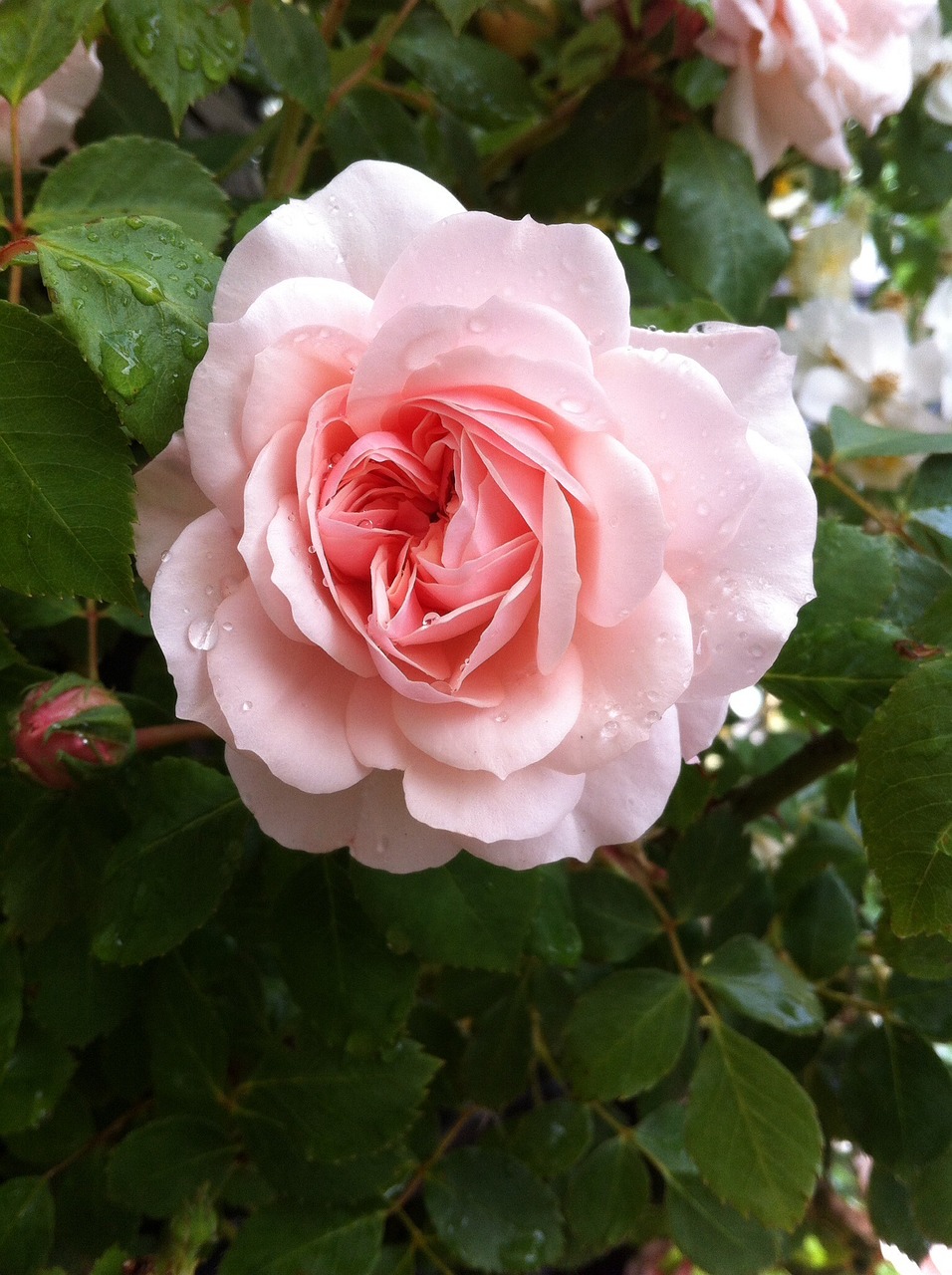 rose pink flower free photo