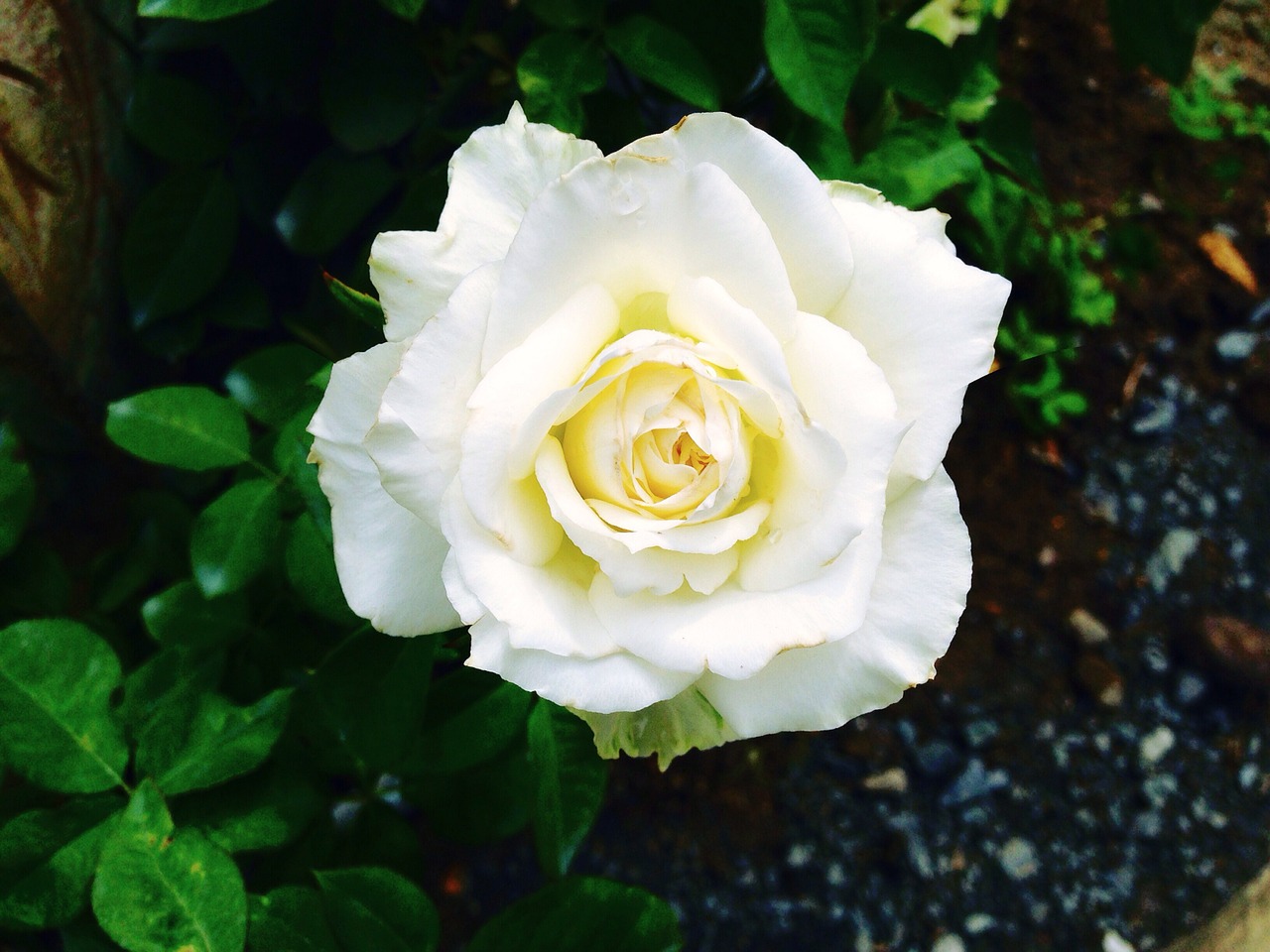 rose flowers white rose free photo