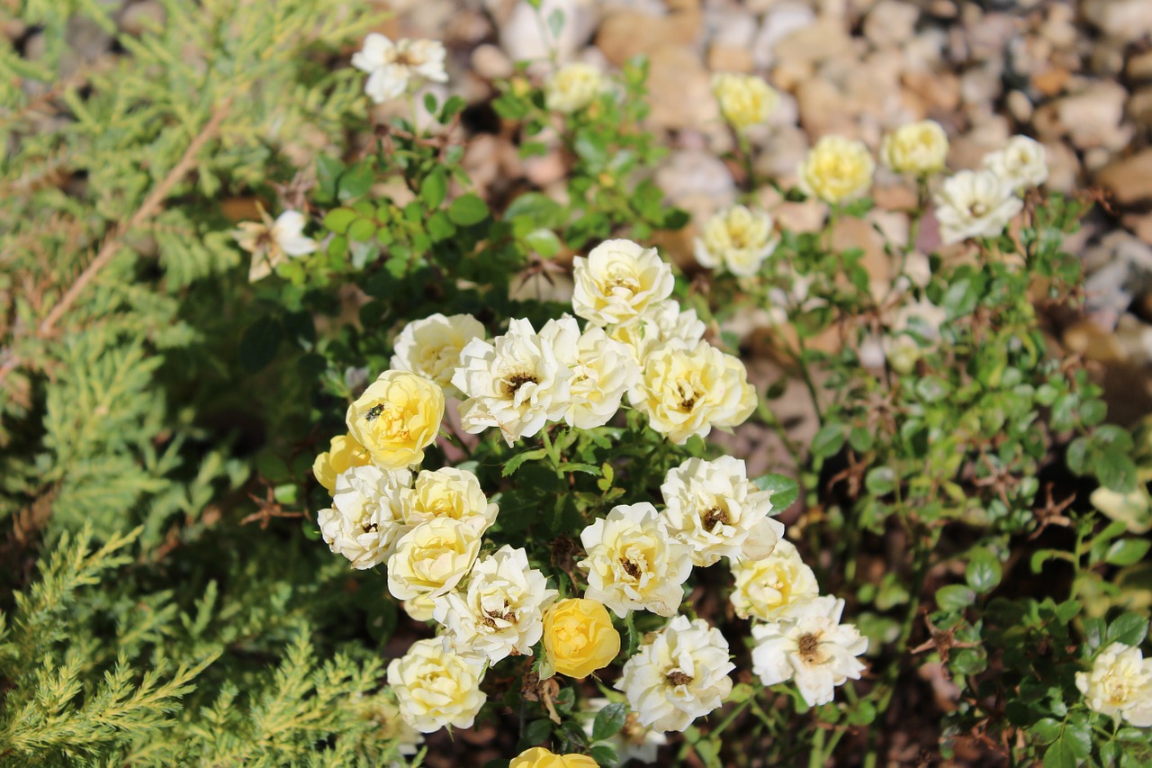 rose flowers yellow roses free photo