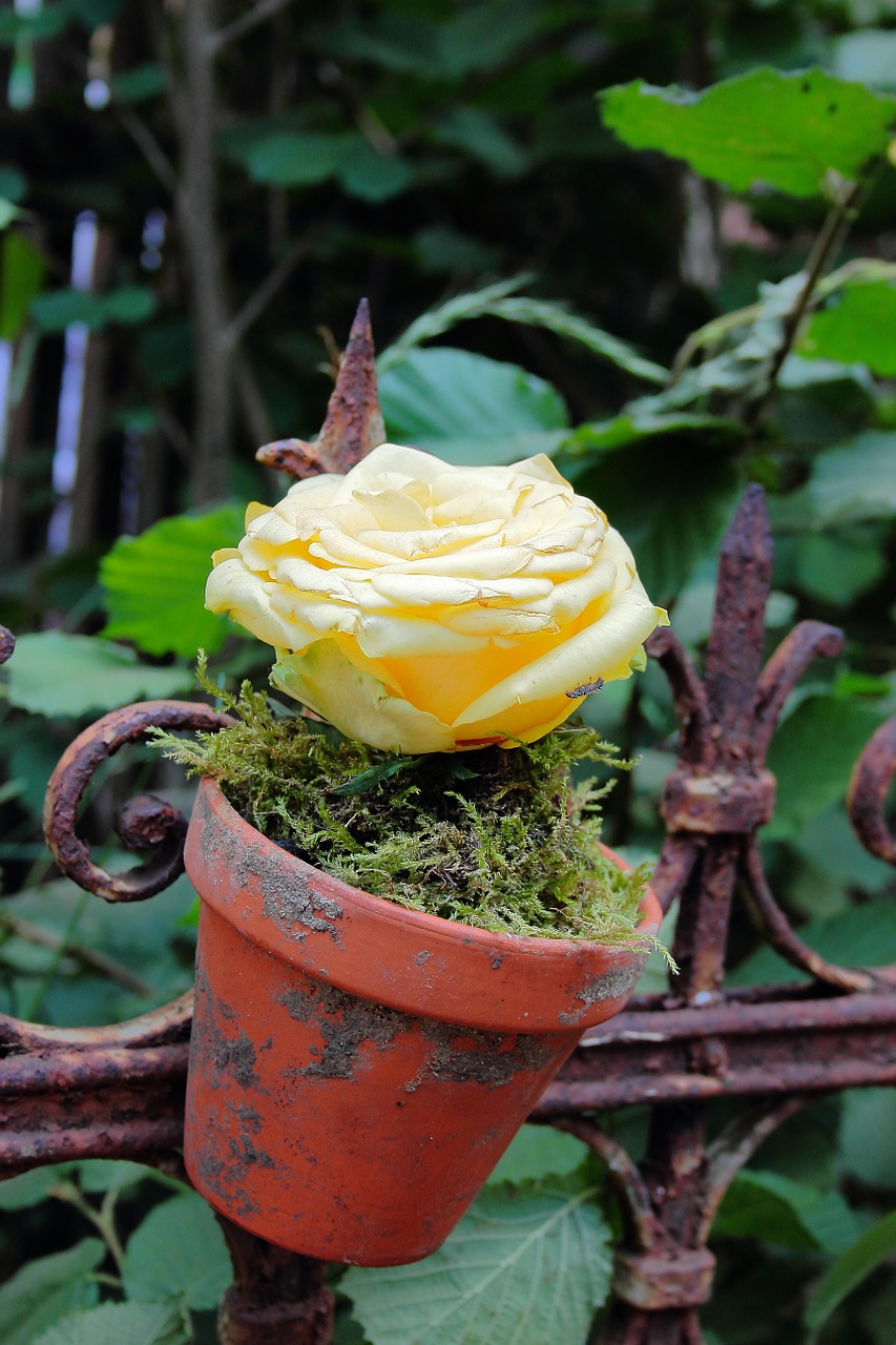 rose flowerpot fence free photo